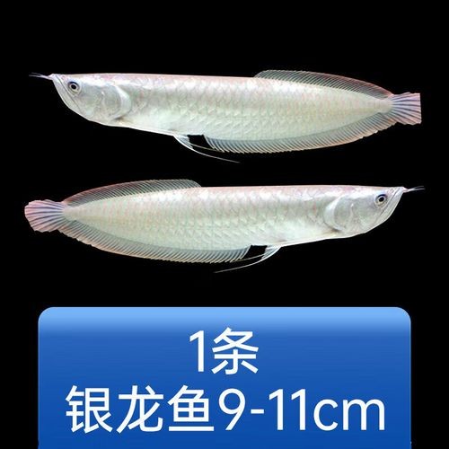 銀龍魚可以和發財魚混養嗎圖片