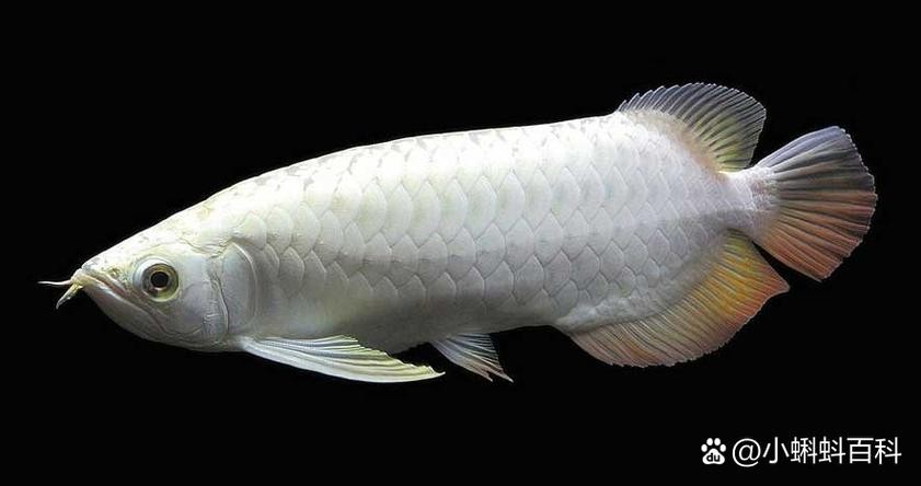 銀龍魚可以和發財魚混養嗎圖片