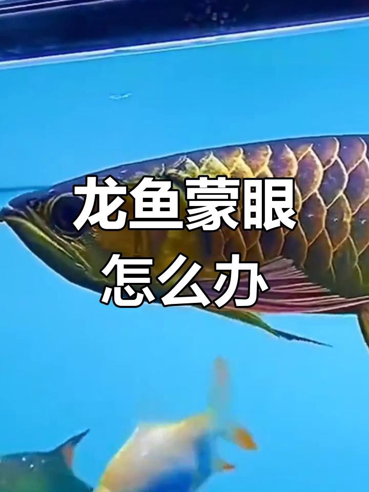 龍魚(yú)眼睛白膜可以自愈嗎? 龍魚(yú)百科 第5張 龍魚(yú)眼睛白膜可以自愈嗎? 龍魚(yú)眼睛白膜可以自愈嗎? 龍魚(yú)百科 第5張