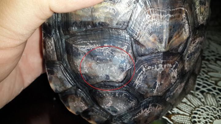 龍龜受潮后如何處理？