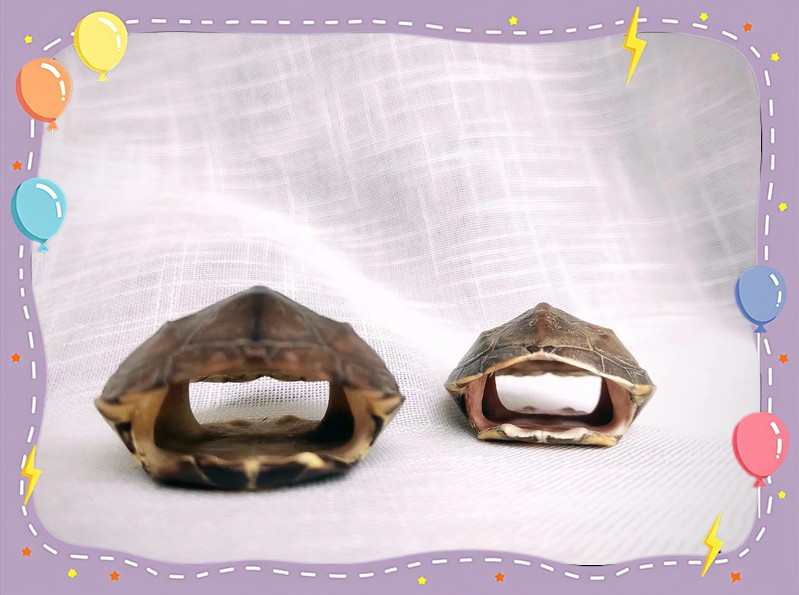 龍龜受潮后如何處理？