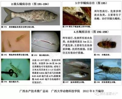 龍魚亞硝酸鹽中毒癥狀：亞硝酸鹽中毒在魚類中是一種普遍的問題 龍魚亞硝酸鹽中毒癥狀：亞硝酸鹽中毒在魚類中是一種普遍的問題 龍魚百科 第3張
