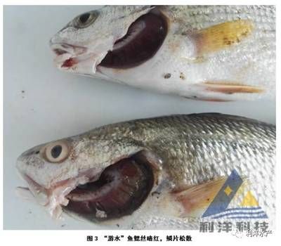 龍魚亞硝酸鹽中毒癥狀：亞硝酸鹽中毒在魚類中是一種普遍的問題 龍魚亞硝酸鹽中毒癥狀：亞硝酸鹽中毒在魚類中是一種普遍的問題 龍魚百科 第2張