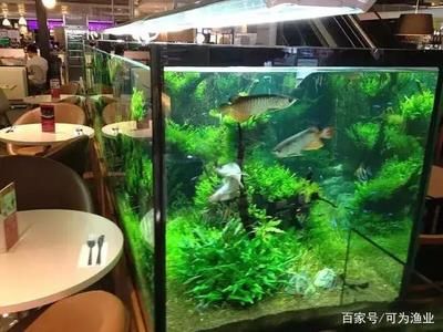 地缸養(yǎng)龍魚(yú)有什么講究和忌諱(養(yǎng)龍須知:避開(kāi)三大禁忌,實(shí)現(xiàn)輕松養(yǎng)龍) 龍魚(yú)百科 第2張 地缸養(yǎng)龍魚(yú)有什么講究和忌諱(養(yǎng)龍須知:避開(kāi)三大禁忌,實(shí)現(xiàn)輕松養(yǎng)龍) 地缸養(yǎng)龍魚(yú)有什么講究和忌諱(養(yǎng)龍須知:避開(kāi)三大禁忌,實(shí)現(xiàn)輕松養(yǎng)龍) 龍魚(yú)百科 第2張
