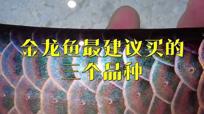 金龍魚有哪些品種？ 金龍魚有哪些品種？ 龍魚百科 第7張