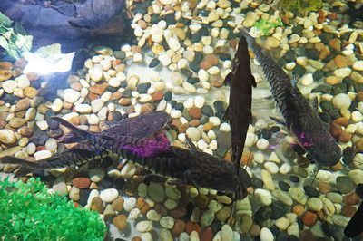 龍魚裝飾畫：龍魚裝飾畫介紹