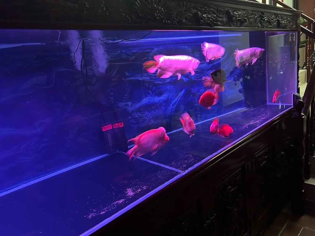 銀龍魚攻擊其他魚 銀龍魚攻擊其他魚 龍魚百科 第6張