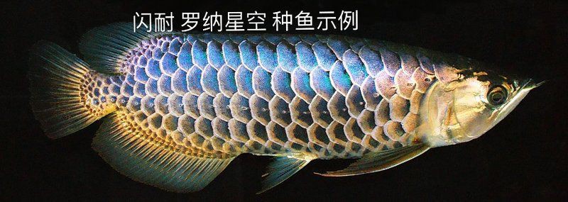 黑龍過(guò)背金龍魚(yú)有何特點(diǎn)？ 黑龍過(guò)背金龍魚(yú)有何特點(diǎn)？ 龍魚(yú)百科 第1張