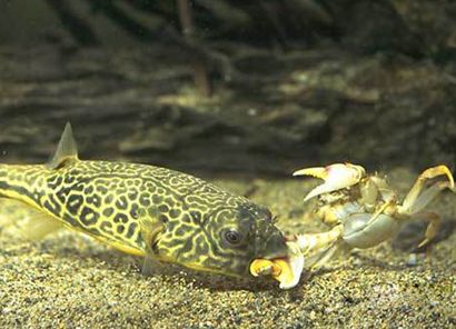 龍魚吃什么飼料比較好：關于龍魚的飼料選擇和喂食方法