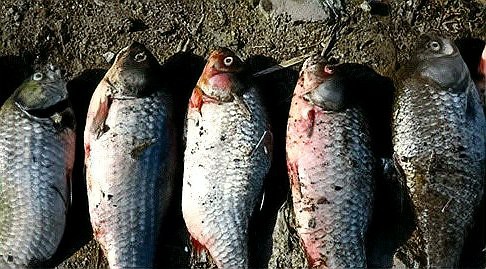 如何判斷紅龍魚是否因疾病死亡？