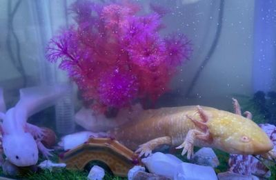 龍魚產卵季節是幾月：龍魚產卵季節主要取決于其種類和生活環境和生活環境