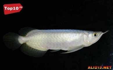 家庭養(yǎng)龍魚怎么賺錢的：家庭養(yǎng)龍魚怎么賺錢 家庭養(yǎng)龍魚怎么賺錢的：家庭養(yǎng)龍魚怎么賺錢 龍魚百科 第3張