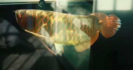 龍魚怎么訓練膽大:如何訓練龍魚膽子 龍魚百科 第2張 龍魚怎么訓練膽大:如何訓練龍魚膽子 龍魚怎么訓練膽大:如何訓練龍魚膽子 龍魚百科 第2張