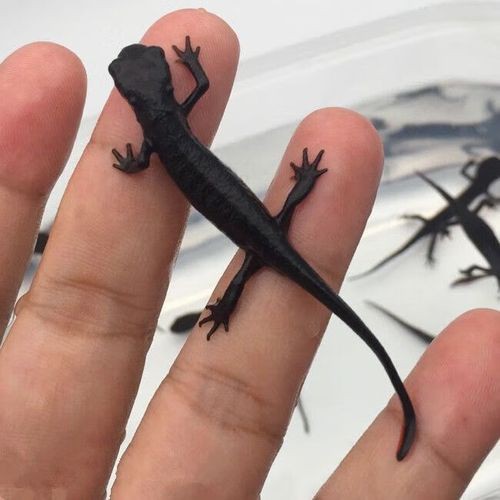 金色六角龍魚圖片