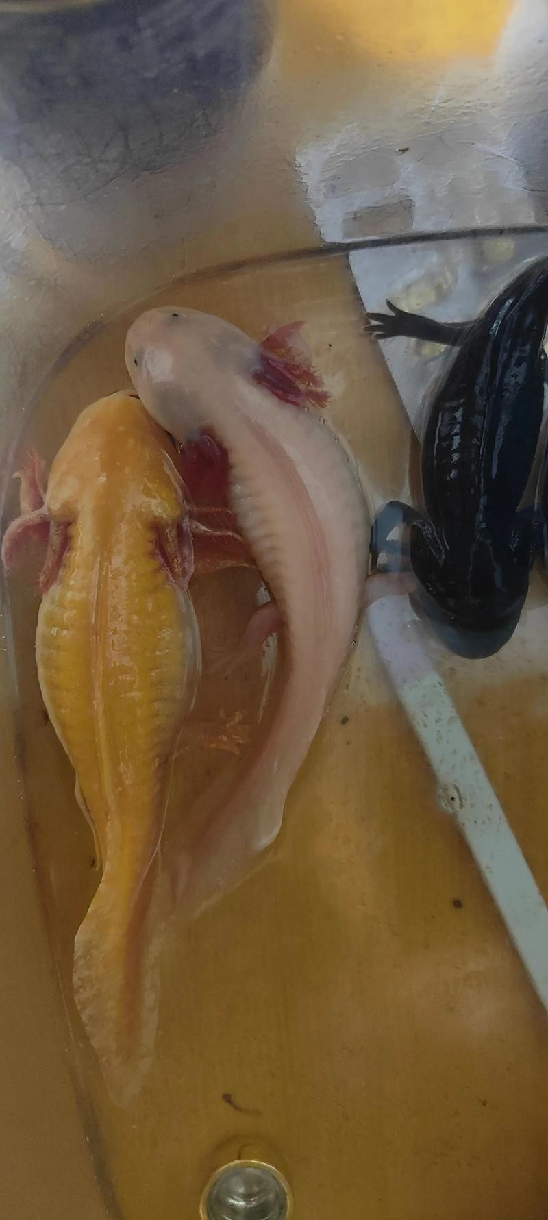 金色六角龍魚圖片