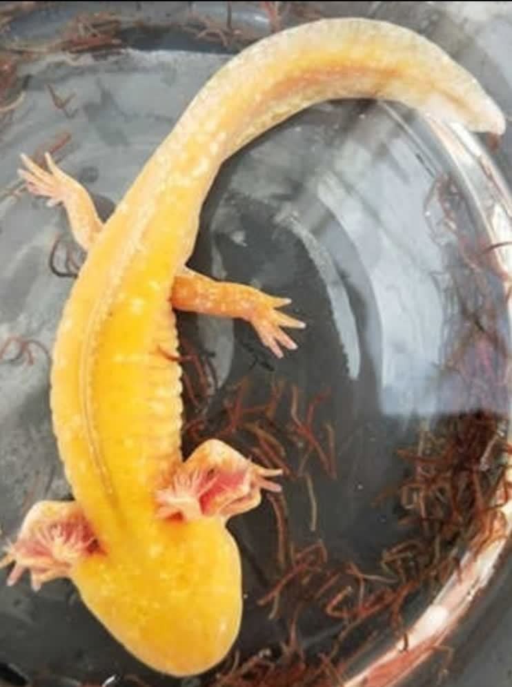 金色六角龍魚圖片