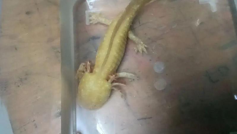 金色六角龍魚圖片