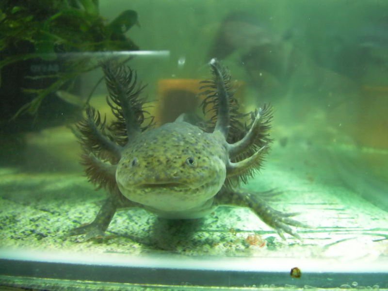 金色六角龍魚圖片