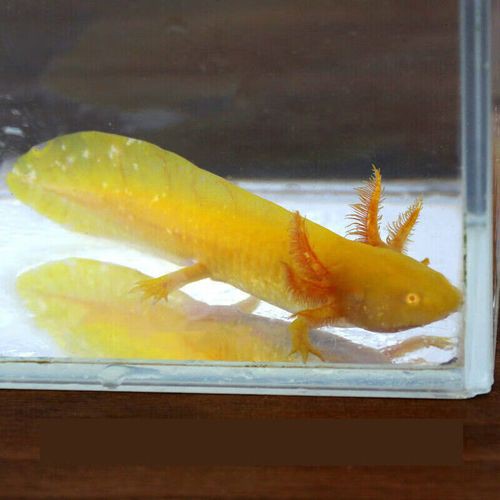 金色六角龍魚圖片