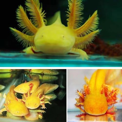 金色六角龍魚圖片
