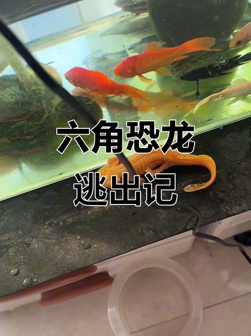 金色六角龍魚圖片