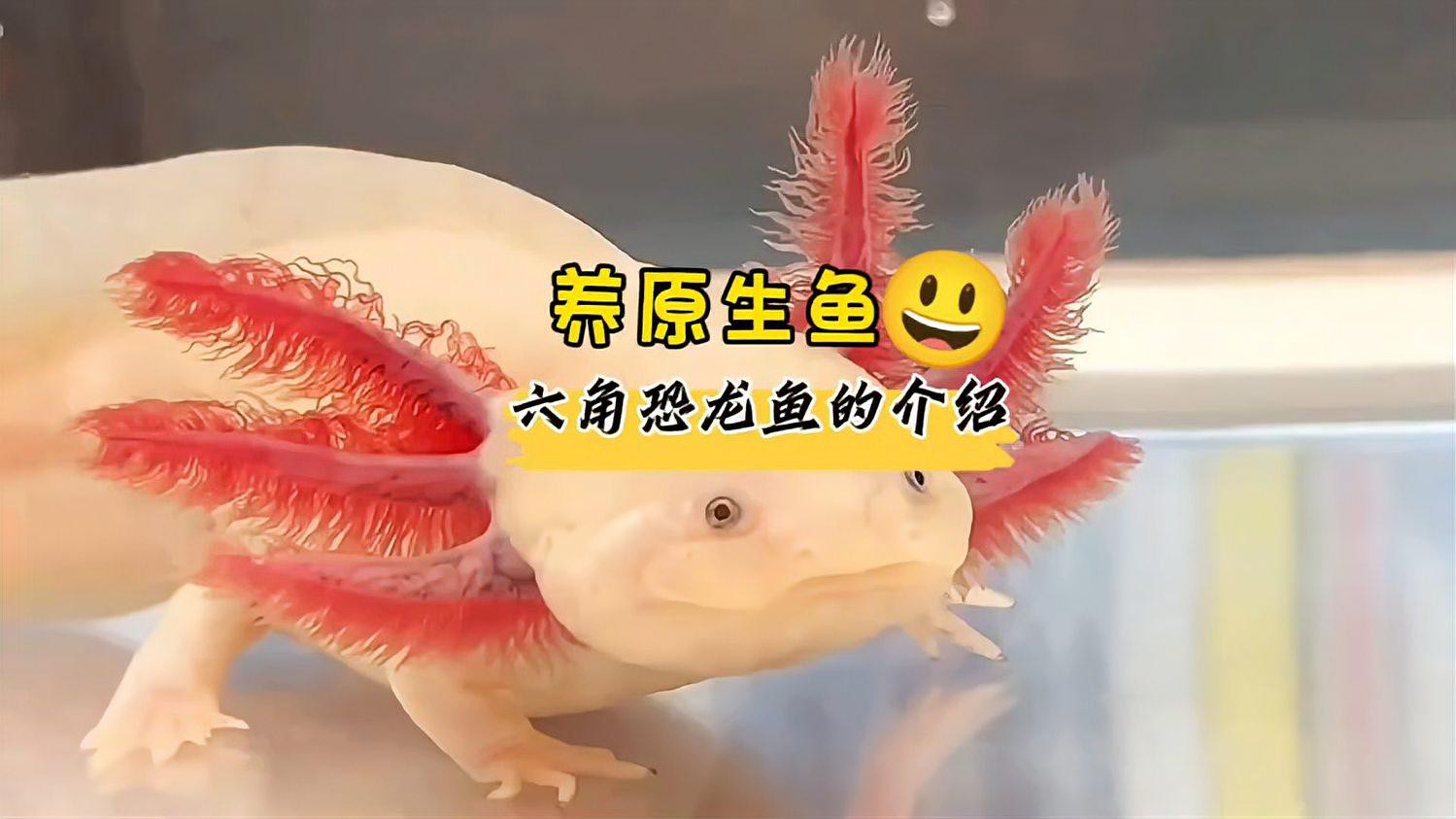 金色六角龍魚圖片