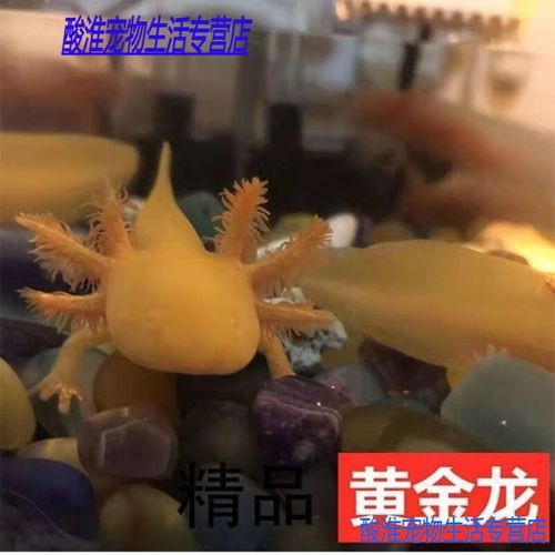 金色六角龍魚圖片