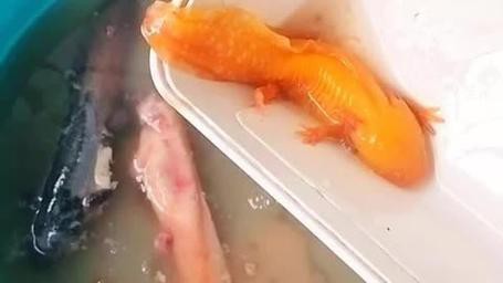 金色六角龍魚圖片