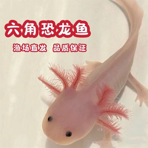 金色六角龍魚圖片