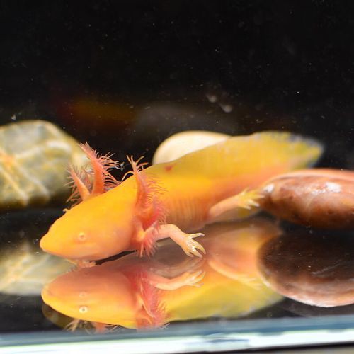 金色六角龍魚圖片