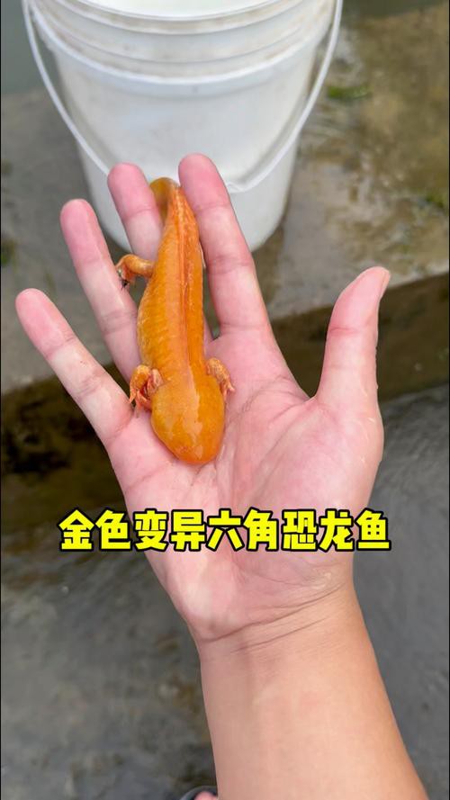 金色六角龍魚圖片