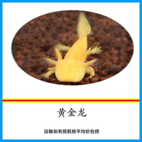 金色六角龍魚圖片