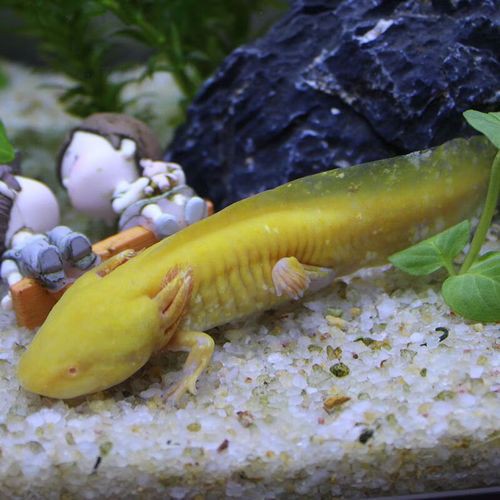 金色六角龍魚圖片