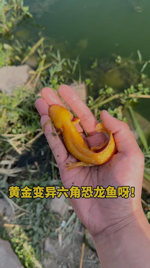 金色六角龍魚圖片