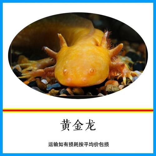 金色六角龍魚圖片