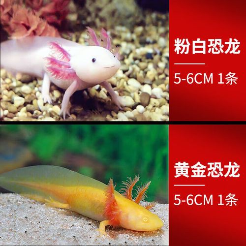 金色六角龍魚圖片