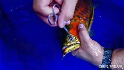 金龍魚寵物魚怎么養（養殖金龍魚需要注意以下幾個方面金龍魚的飼養環境） 金龍魚寵物魚怎么養（養殖金龍魚需要注意以下幾個方面金龍魚的飼養環境） 龍魚百科 第5張