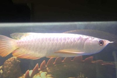 為什么龍魚跳缸后不吃食物:龍魚跳缸后不吃食物怎么辦? 龍魚百科 第3張 為什么龍魚跳缸后不吃食物:龍魚跳缸后不吃食物怎么辦? 為什么龍魚跳缸后不吃食物:龍魚跳缸后不吃食物怎么辦? 龍魚百科 第3張