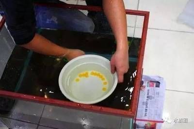 龍魚拉的屎是什么樣子