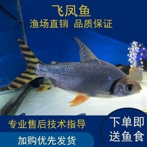 龍魚是否吃魚食（飼養龍魚需要注意的幾點）