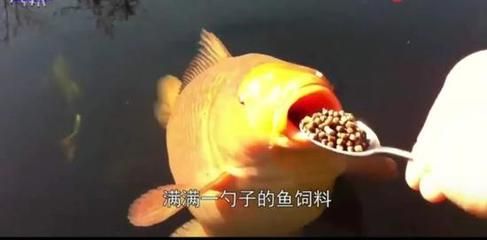 龍魚是否吃魚食（飼養龍魚需要注意的幾點）