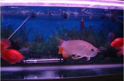 龍魚(yú)批發(fā)基地電話（北京龍魚(yú)批發(fā)基地實(shí)地考察指南123-8901）