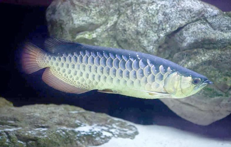 四角龍魚多少錢一只圖片