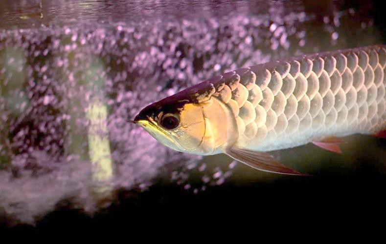 四角龍魚多少錢一只圖片