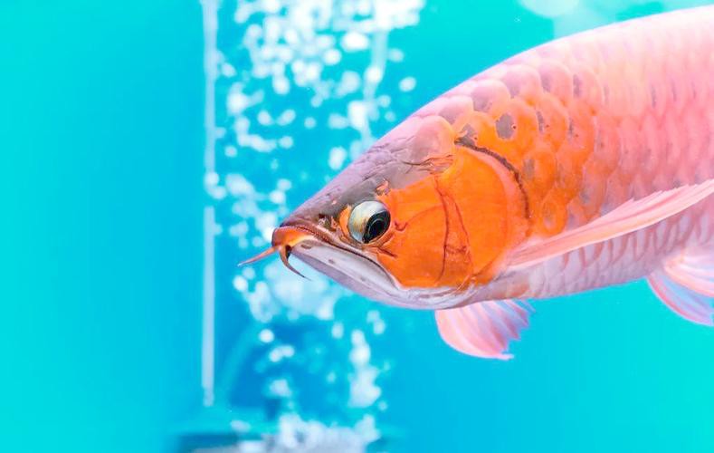 四角龍魚多少錢一只圖片