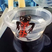 四角龍魚多少錢一只圖片