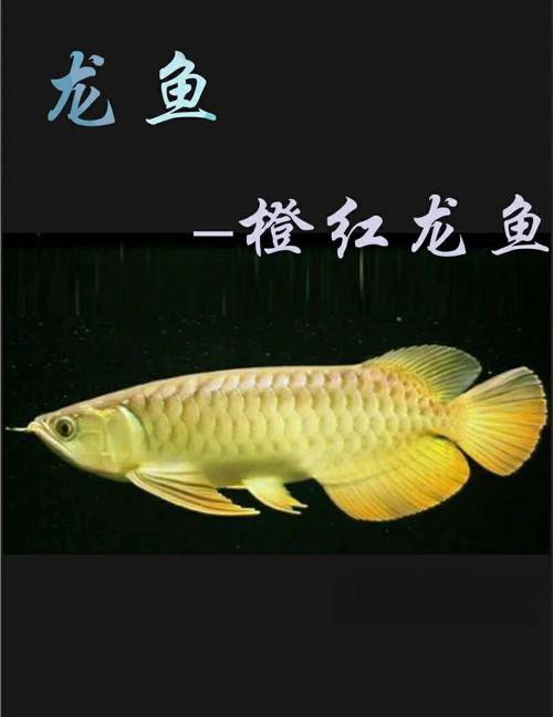 四角龍魚多少錢一只圖片