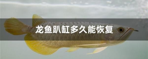 龍魚用藥過量怎么處理視頻講解：處理龍魚用藥過量的一些方法 龍魚用藥過量怎么處理視頻講解：處理龍魚用藥過量的一些方法 龍魚百科 第3張