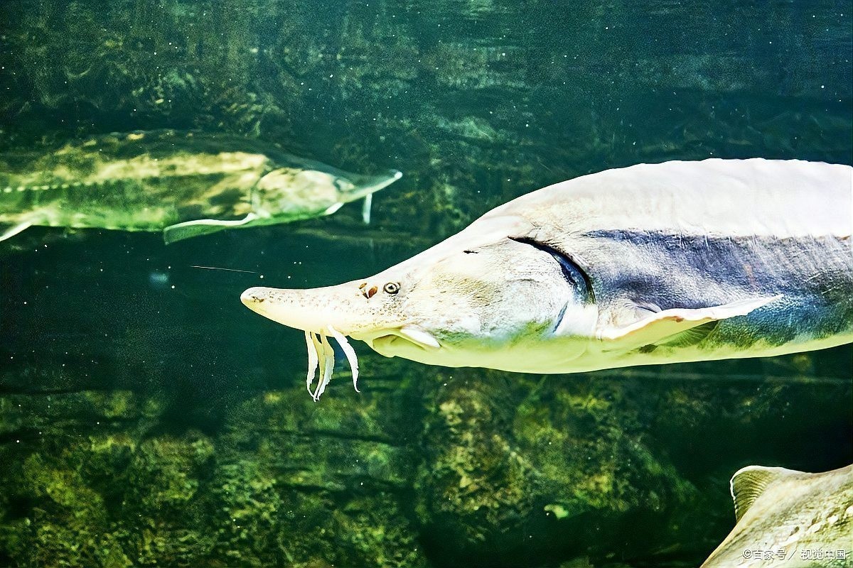 鱘龍魚可以做魚生嗎