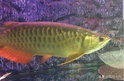 最近龍魚不愛吃東西了(發現龍魚不愛吃東西,可能由多種原因引起) 龍魚百科 第5張 最近龍魚不愛吃東西了(發現龍魚不愛吃東西,可能由多種原因引起) 最近龍魚不愛吃東西了(發現龍魚不愛吃東西,可能由多種原因引起) 龍魚百科 第5張